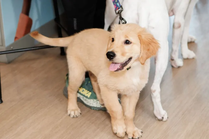 A golden retriever wanders the lobby during a hotel grand opening