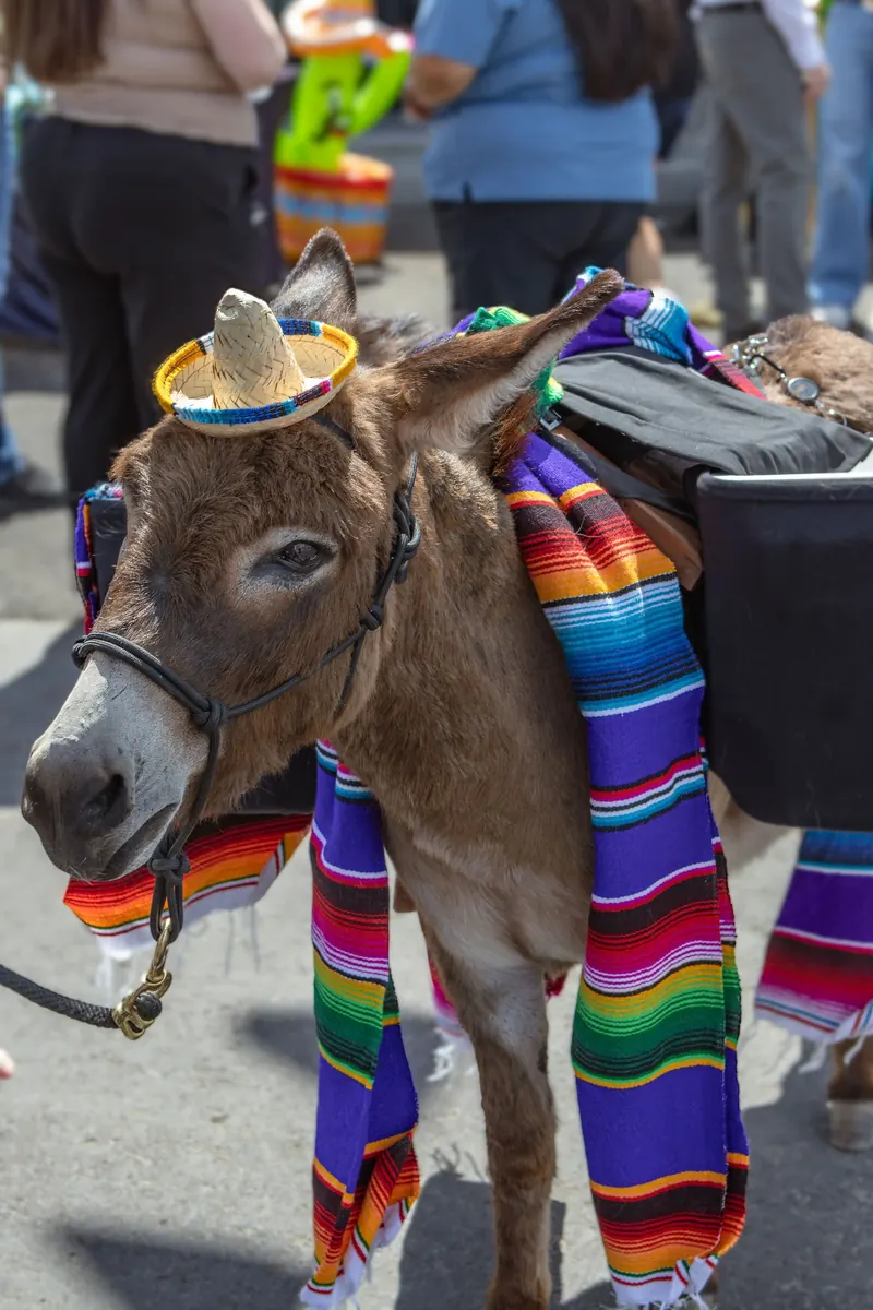 A donkey in a striped serape blanket greets guests at a restaurant opening